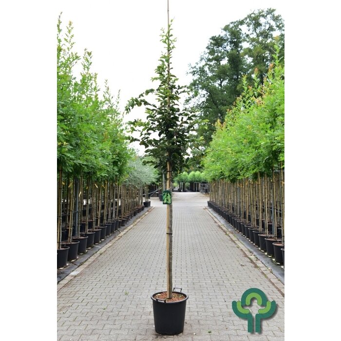 Perzisch ijzerhout - Parrotia persica 'Vanessa'