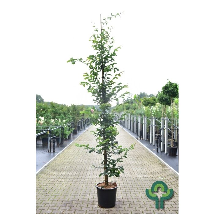 Perzisch ijzerhout - Parrotia persica 'Vanessa'