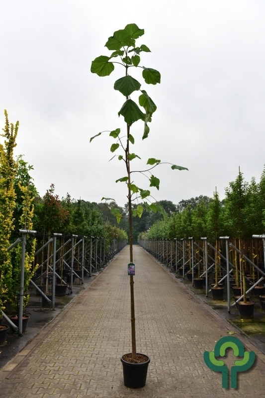 Anna Paulownaboom - Paulownia tomentosa