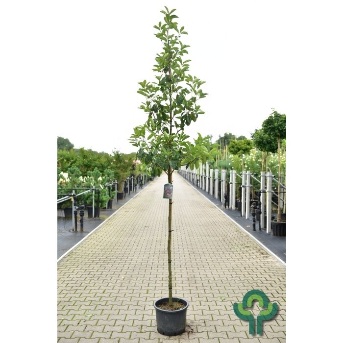 Glansmispel op stam (Photinia fraseri 'Camilvy')