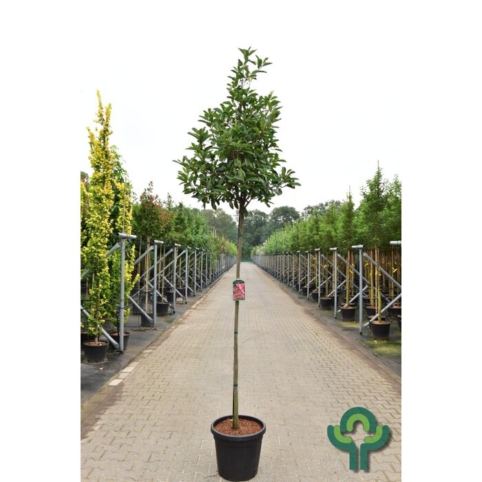 Glansmispel op stam - Photinia fraseri 'Red Robin'