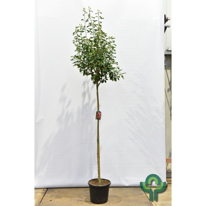 Glansmispel op stam - Photinia fraseri 'Red Robin'