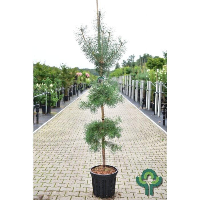 Bergden boomvorm - Pinus sylvestris