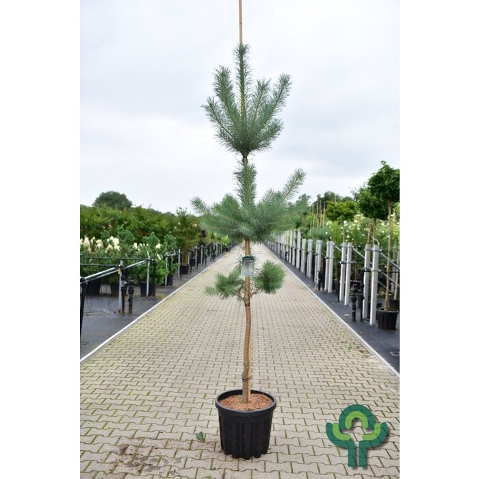 Bergden boomvorm - Pinus nigra nigra