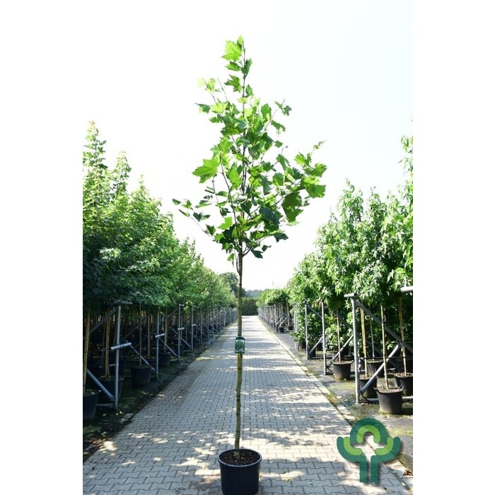 Gewone plataan - Platanus hispanica