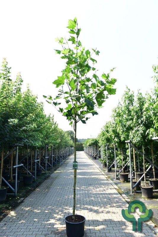 Gewone plataan - Platanus hispanica