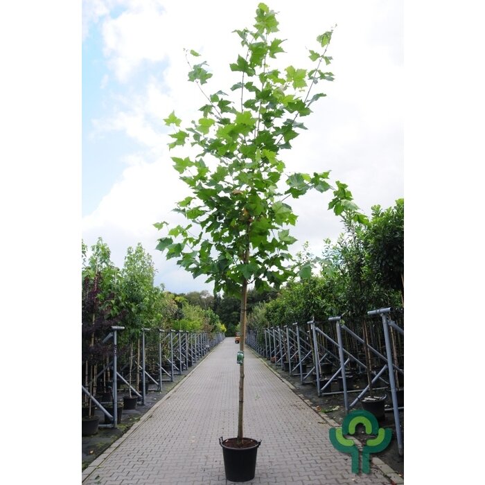 Gewone plataan - Platanus hispanica