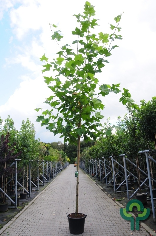 Gewone plataan - Platanus hispanica