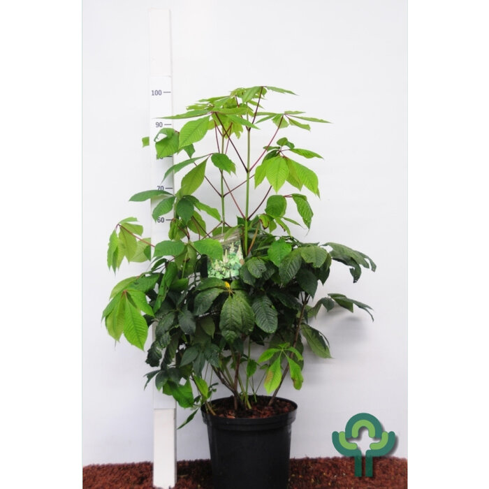 Aesculus parviflora  - Herfstpaardekastanje