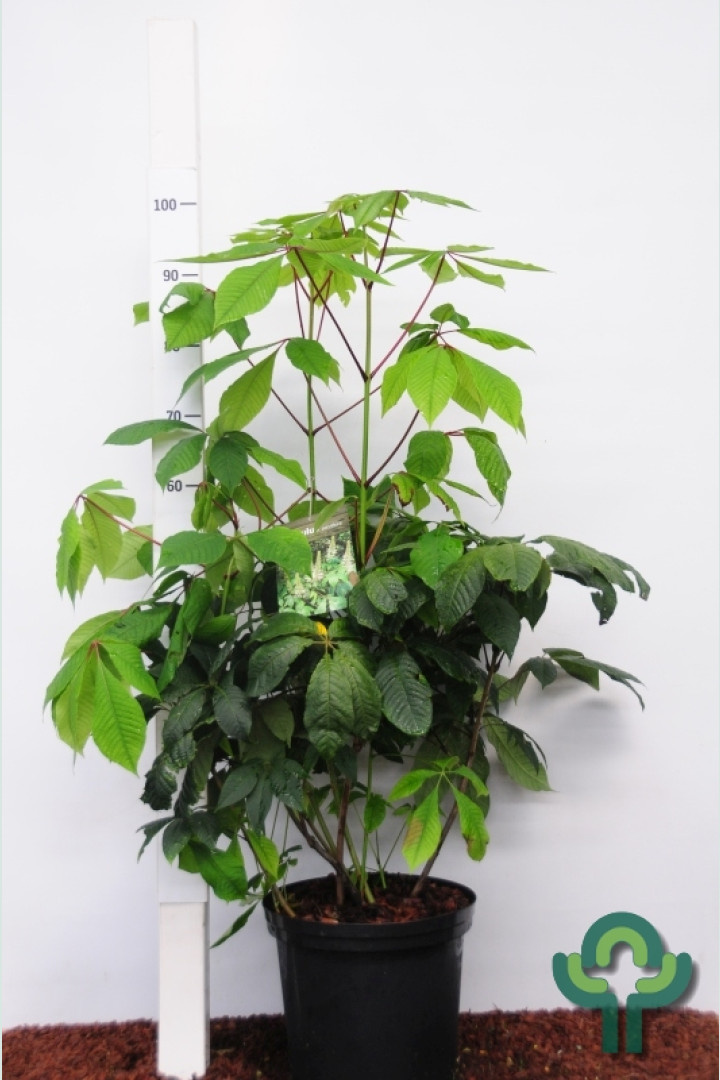 Aesculus parviflora  - Herfstpaardekastanje