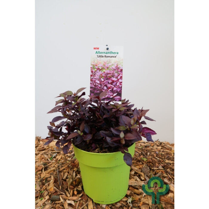 Koperblad - Alternanthera 'Little Romance'