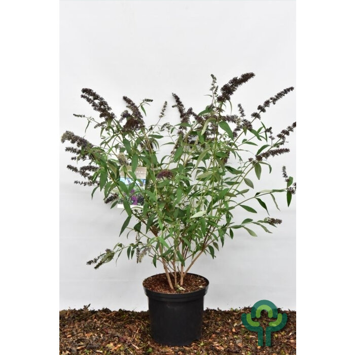 Vlinderstruik (Buddleja davidii 'Black Knight')