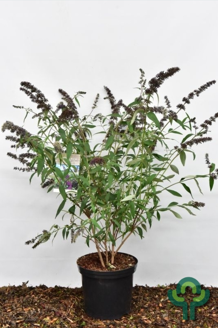 Vlinderstruik (Buddleja davidii 'Black Knight')