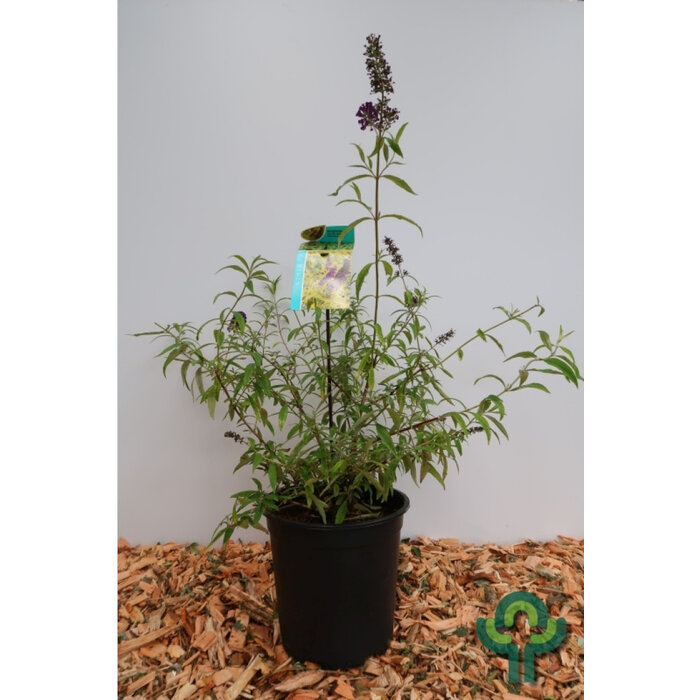 Vlinderstruik (Buddleja davidii 'Magda's Gold Knight')