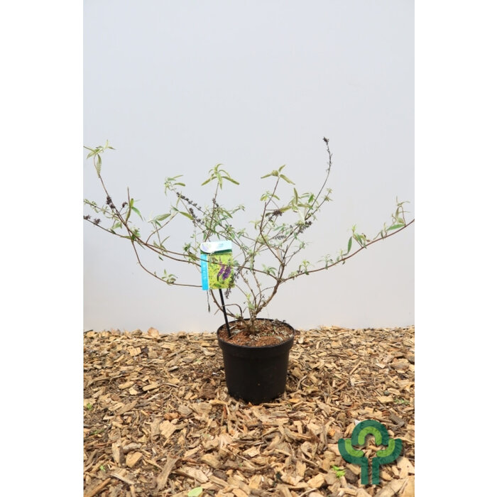 Vlinderstruik (Buddleja davidii 'Magda's Gold Knight')