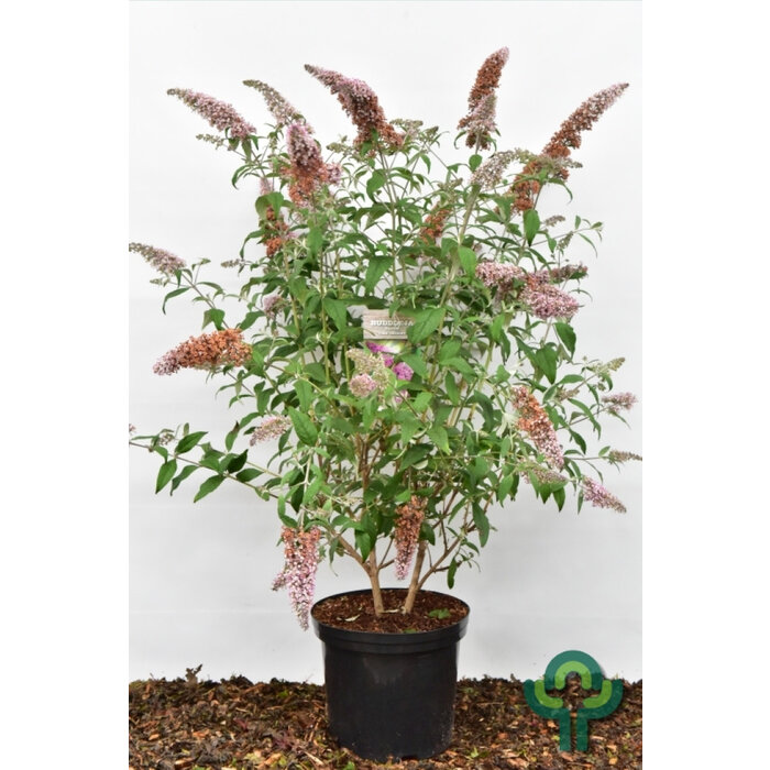 Vlinderstruik (Buddleja davidii 'Pink Delight')