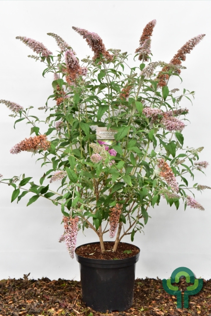 Vlinderstruik (Buddleja davidii 'Pink Delight')