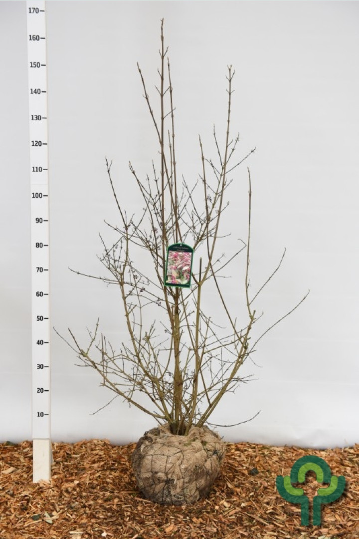 Schoonvrucht (Callicarpa bodinieri 'Profusion')