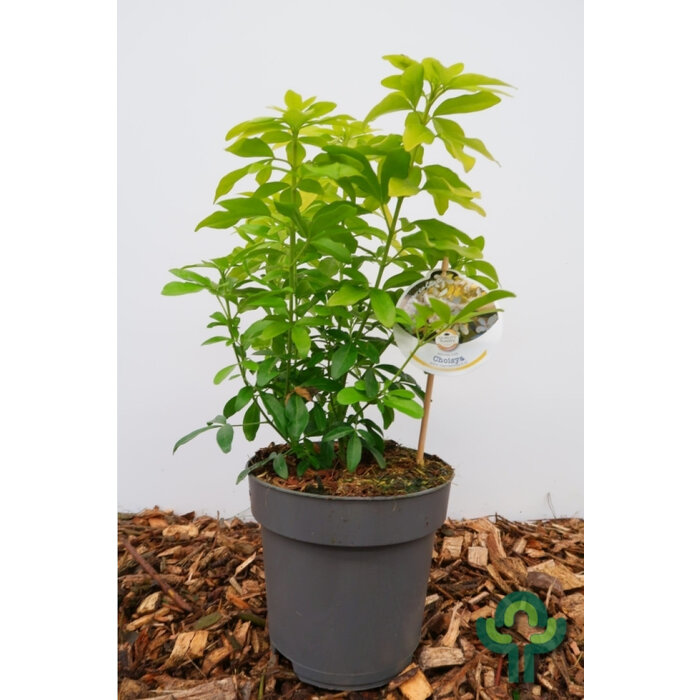 Mexicaanse citroenbloesem (Choisya ternata 'Lich')