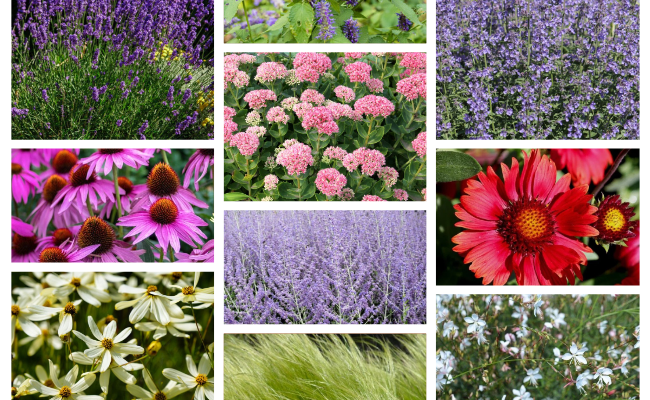 Deze planten kunnen goed tegen hitte en droogte