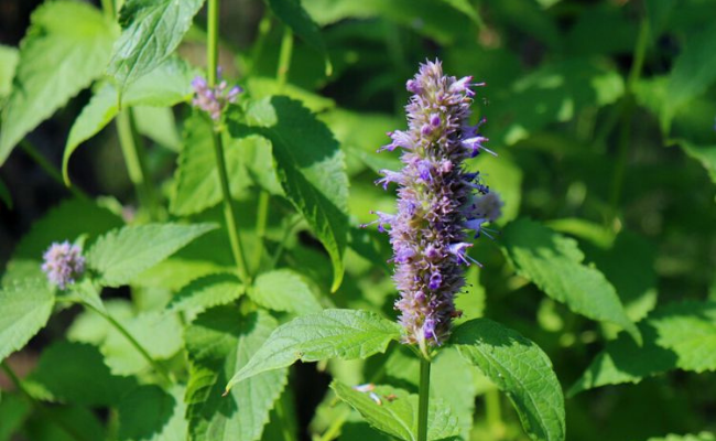 Agastache 'Blue Fortune' (Dropplant)