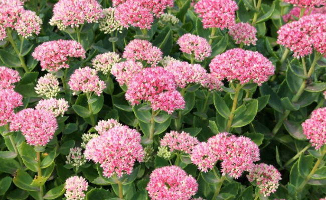 Sedum spectabile (Vetkruid)
