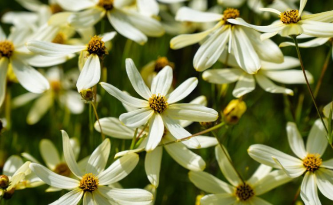 Coreopsis verticillata (Meisjesogen)
