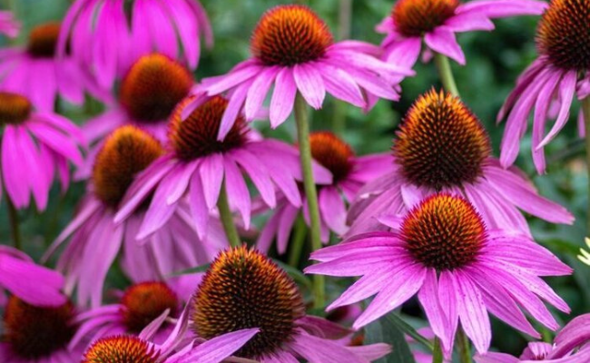 Echinacea purpurea (Zonnehoed)