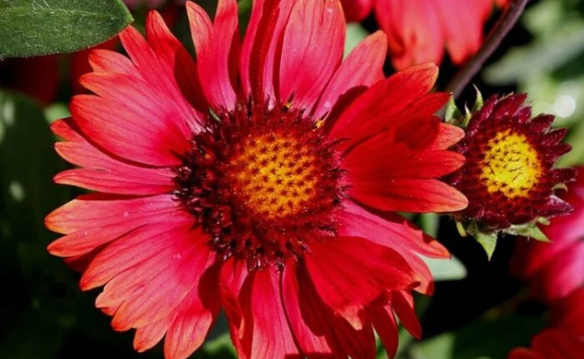 Gaillardia (Kokardebloem)