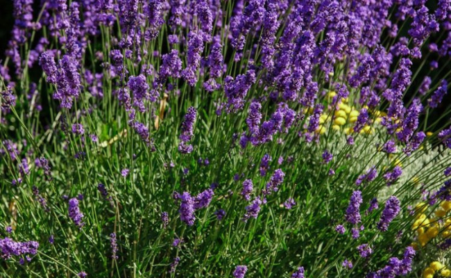 lavandula-angustifolia