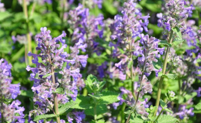 Nepeta faassenii