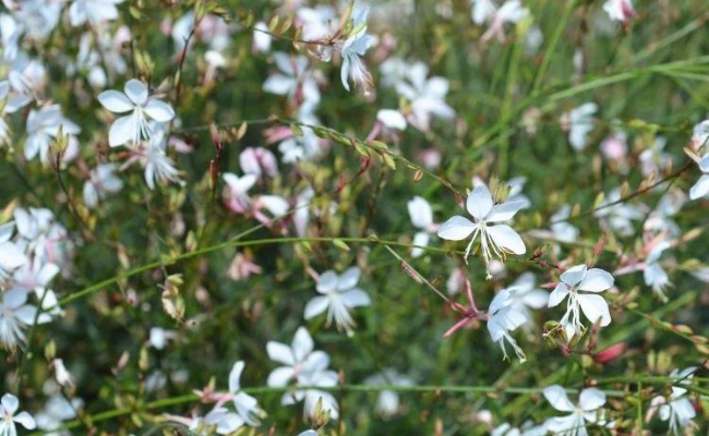 Gaura lindheimeri (Prachtkaars)