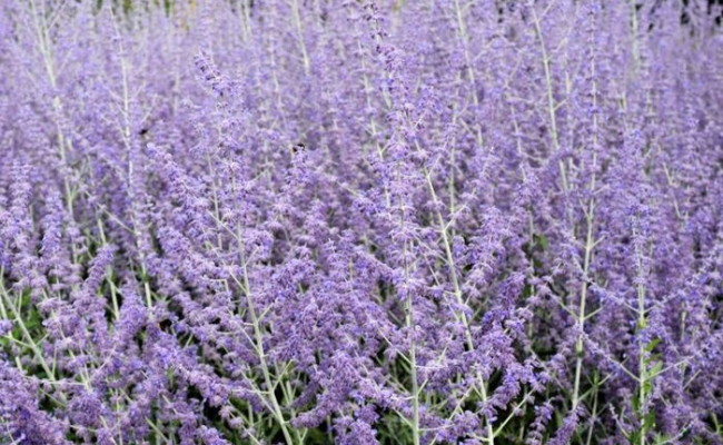 Perovskia atriplicifolia