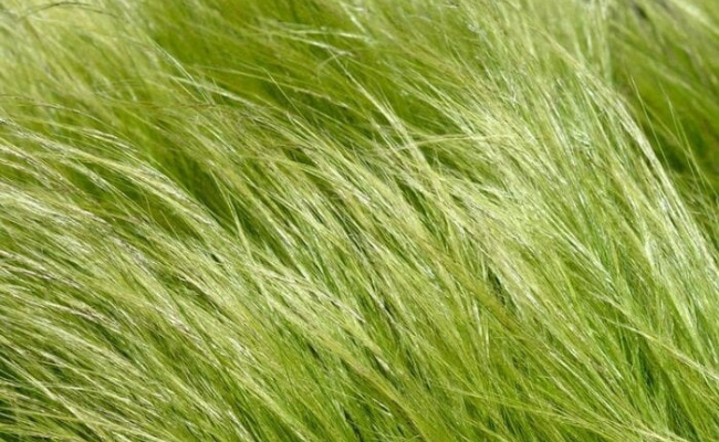 Stipa tenuissima (Vedergras)