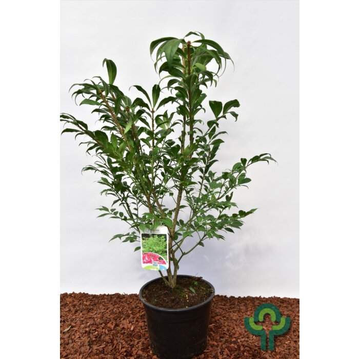 Kardinaalshoed op stam (Euonymus alatus 'Compactus')