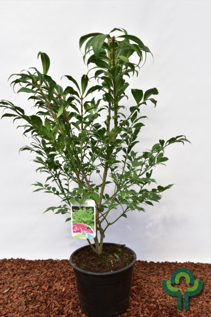 Kardinaalshoed op stam (Euonymus alatus 'Compactus')