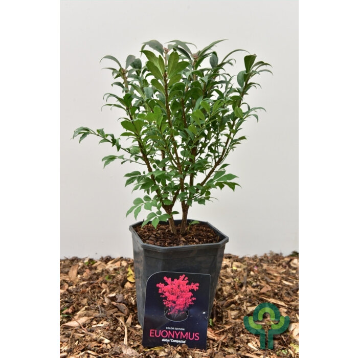 Kardinaalshoed op stam (Euonymus alatus 'Compactus')