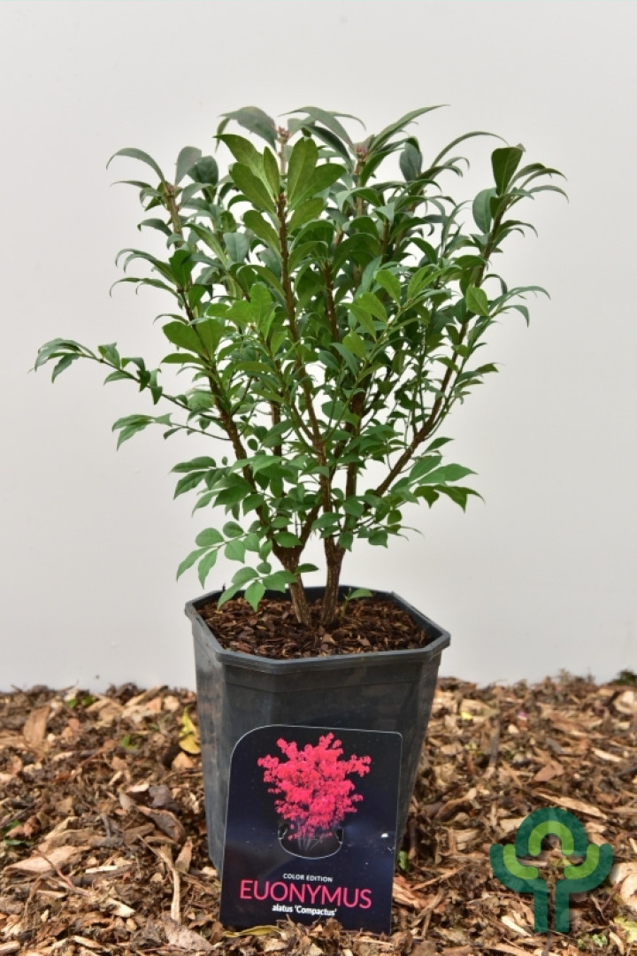 Kardinaalshoed op stam (Euonymus alatus 'Compactus')
