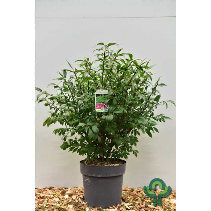 Kardinaalshoed op stam (Euonymus alatus 'Compactus')