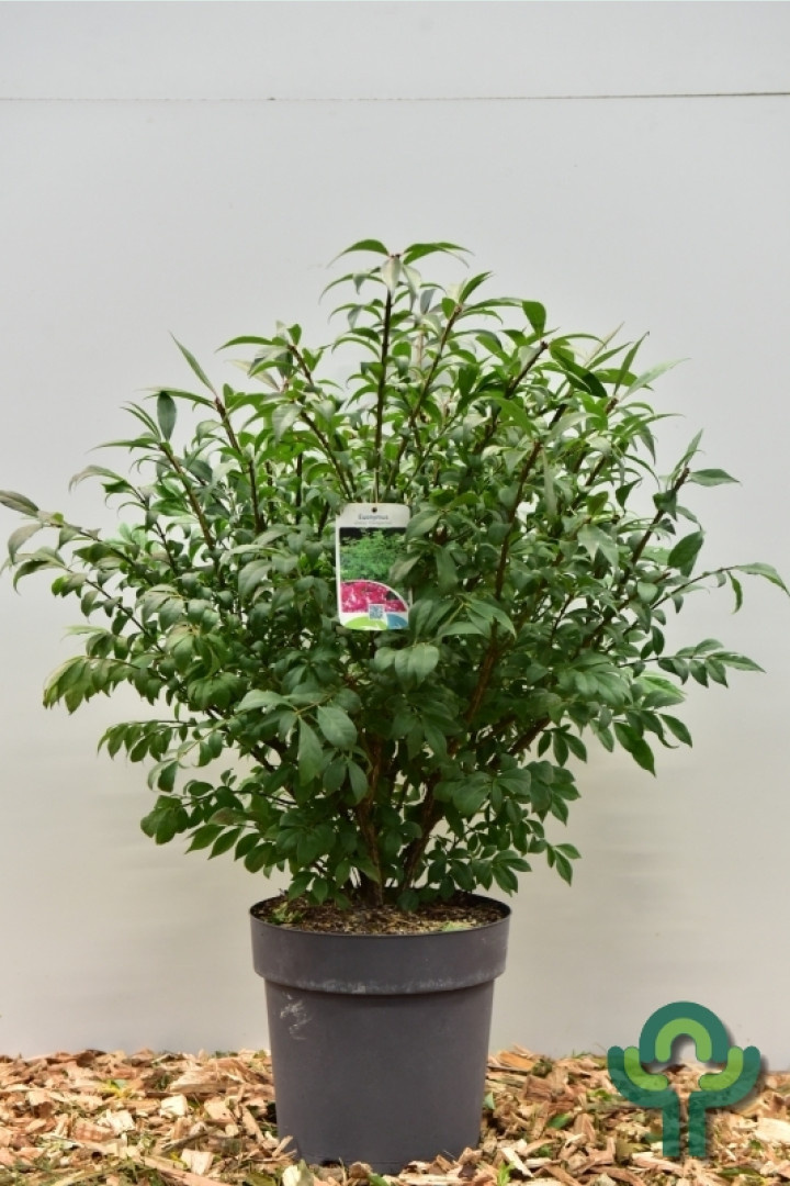 Kardinaalshoed op stam (Euonymus alatus 'Compactus')