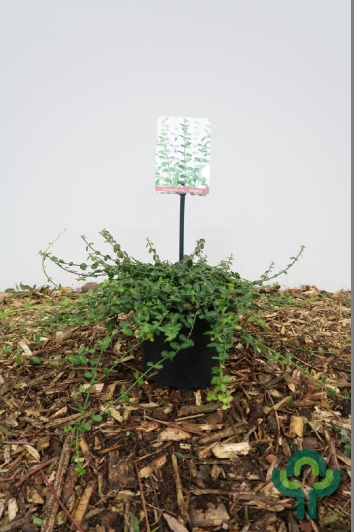 Japanse kardinaalshoed (Euonymus fortunei 'Minimus')