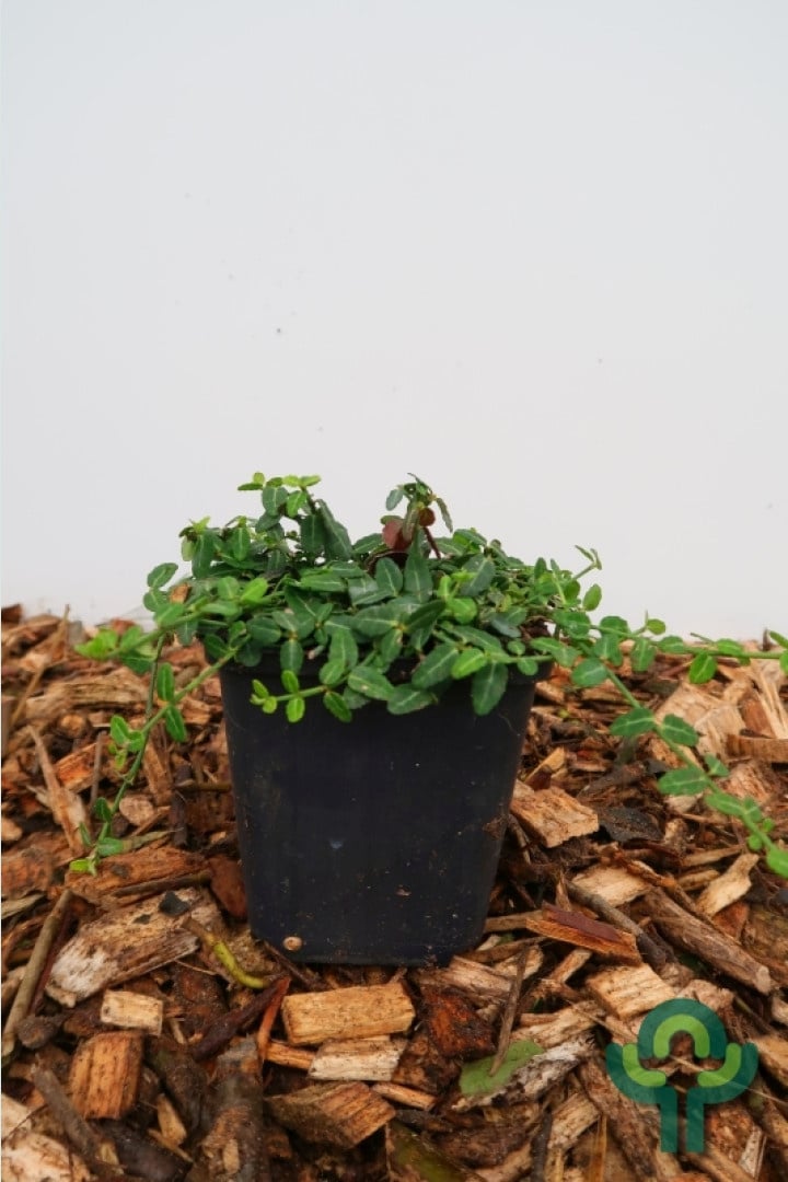 Japanse kardinaalshoed (Euonymus fortunei 'Minimus')
