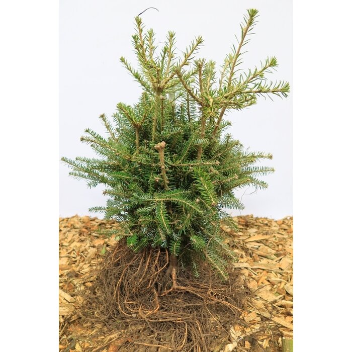 Abies koreana - Koreaanse spar (Kale wortel)