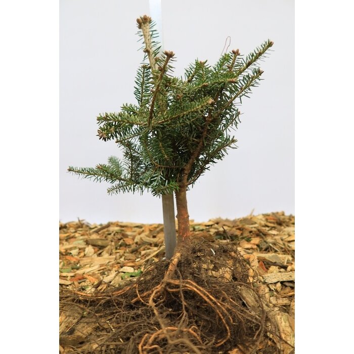 Abies koreana - Koreaanse spar (Kale wortel)