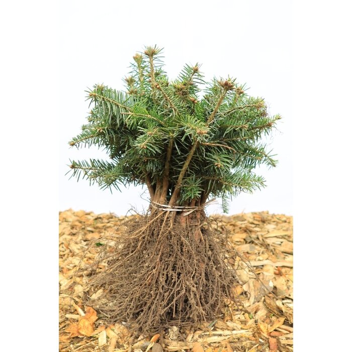 Abies nordmanniana - Nordmannspar (Kale wortel) PRE-ORDER
