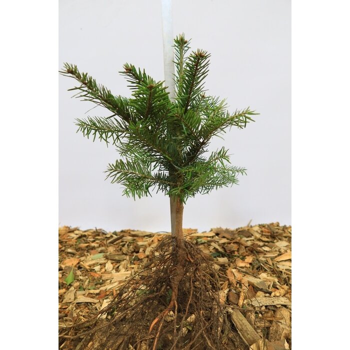 Abies nordmanniana - Nordmannspar (Kale wortel)