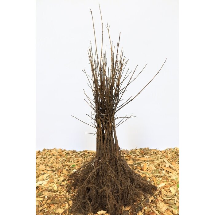 Acer campestre - Veldesdoornhaag/Spaanse aak (Kale wortel)