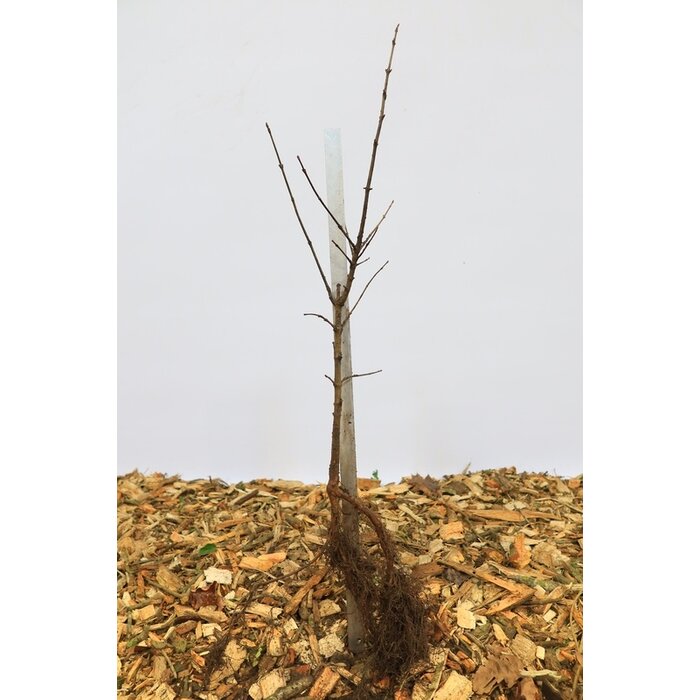 Acer campestre - Veldesdoornhaag/Spaanse aak (Kale wortel)