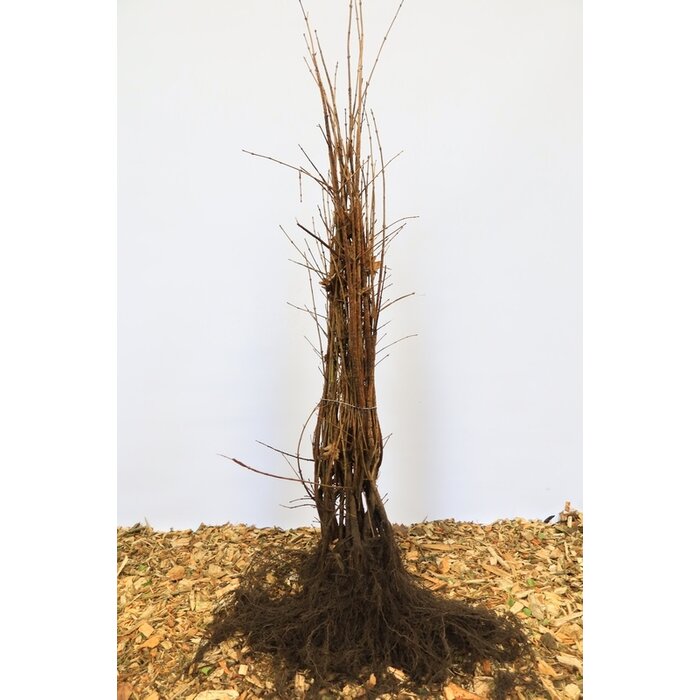 Acer campestre - Veldesdoornhaag/Spaanse aak (Kale wortel)