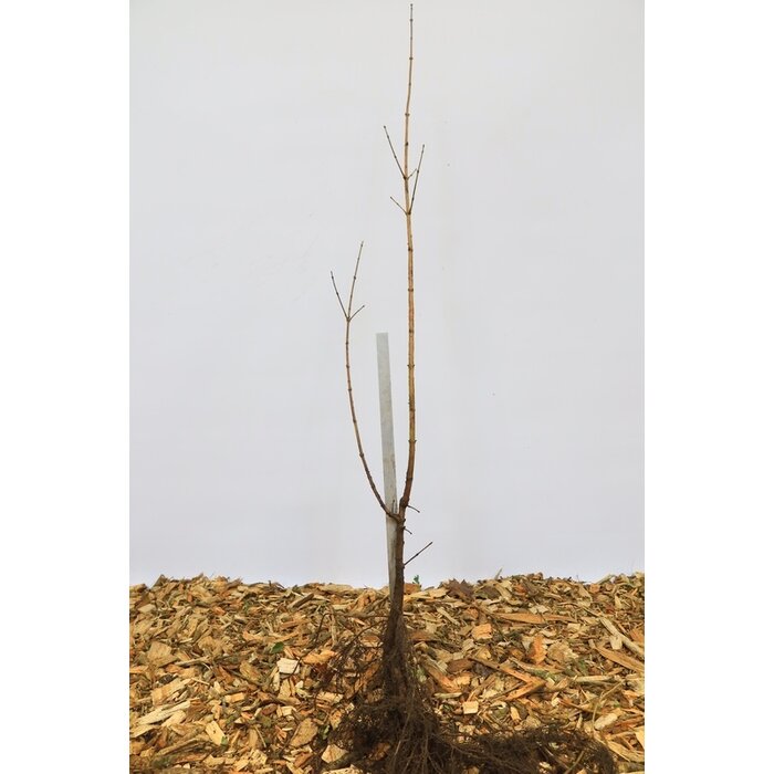 Acer campestre - Veldesdoornhaag/Spaanse aak (Kale wortel)